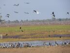 Wetland Multitudes.JPG (46 KB)